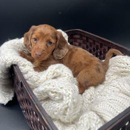 Dachshund Puppies from Golden Creek Farm