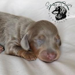 Lovely - Fawn (isabella) and tan female Dachshund puppy in Fultonville, New York from Sandy Aussies & Pomeranians