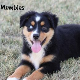 Mumbles - Black tri female Miniature Australian Shepherd puppy in Garden Plain, Kansas from Krazy K Aussies