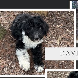David - Black and white Aussiedoodle puppy in Appleton, Wisconsin from Summers Haven Doodles