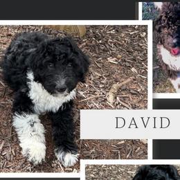 David - Black and white Aussiedoodle puppy in Appleton, Wisconsin from Summers Haven Doodles
