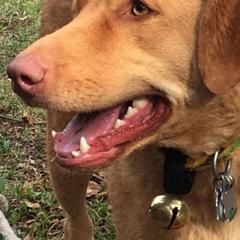 Chesapeake Bay Retrievers from Bay Haven Chesapeakes