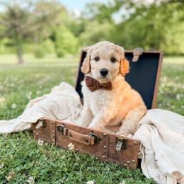 Outlaw - Apricot male Goldendoodle puppy in Ooltewah, Tennessee from Allison Family Doodles