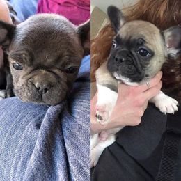 French Bulldog Puppies from Scrumptious Paws