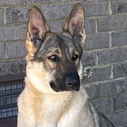 Nala - German Shepherd