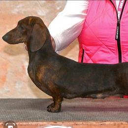 Reiny - Dachshund
