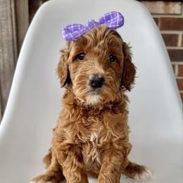 Sparrow - Apricot female Goldendoodle puppy in Pulaski, Tennessee from Doodle My Heart