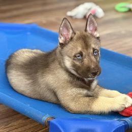 Rocket - Red and white male Siberian Husky puppy in Fairborn, Ohio from Haven of Free Spirits