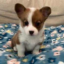 Snowball - Red female Pembroke Welsh Corgi puppy in Waco, Texas from The Comma Corgis
