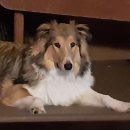 Old Time Scotch Collies from Kindred Spirit Farm