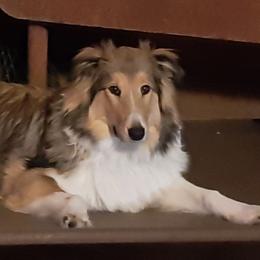 Old Time Scotch Collies from Kindred Spirit Farm