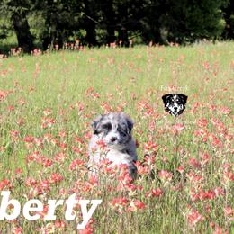 Liberty - Blue merle Australian Shepherd puppy in Honey Grove, Texas from Fox Creek