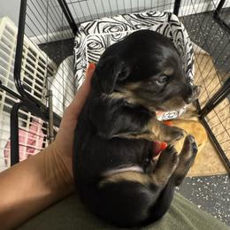 Ollie - Black and cream male Dachshund puppy in Fredericksburg, Indiana from Blue River Mini Dachshunds