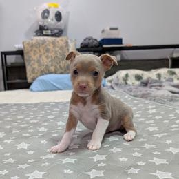 Jack - Fawn white and tan male Rat Terrier puppy in Jerusalem, Ohio from Twin Hickory Ranch