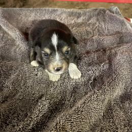 Boy L - Black tri male Toy Australian Shepherd puppy in Springfield, Missouri from Donnie's Miniature & Toy Australian Shepherds