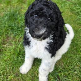 Oreo - Parti female Poodle puppy in Clayton, Washington from Short Legs & Curly Wags LLC