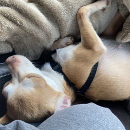 Chihuahua and Yorkshire Terrier All Grown Up from CoolMissLLC