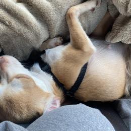 Chihuahua and Yorkshire Terrier All Grown Up from CoolMissLLC