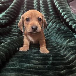Mr Orange - Red male Dachshund puppy in Casa Grande, Arizona from Furever Doxie Paws