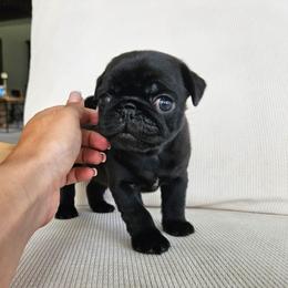 Girl 1 - Black female Pug puppy in Jacksonville, North Carolina from Coliseum de Cassiope
