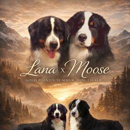 Bernese Mountain Dog puppies from Gold Point Pups