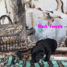Labrador Retriever Puppies from Copper Creek Outfitters and Kennel