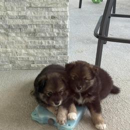 Finnish Lapphund Puppies from Sue Kidder/Lighthouse Lapphunds southern Branch