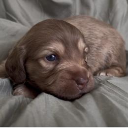 Flora - Chocolate and cream female Dachshund puppy in Sheridan, Arkansas from Farmhouse Dachshunds