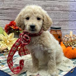 Amber - Cream female Goldendoodle puppy in Lisbon, Ohio from Willow Lane Doodles