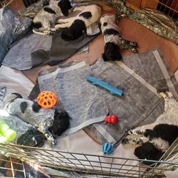 Large Münsterländer Puppies from CheddArris Kennel