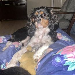 Cavalier King Charles Spaniel All Grown Up from Bunker Hill Cavaliers