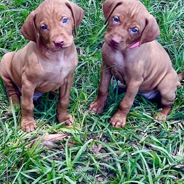 Boy 3 - Golden rust male Vizsla puppy in Covington, Louisiana from Six Hitch Farm