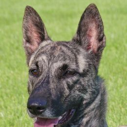 Alle - Dutch Shepherd