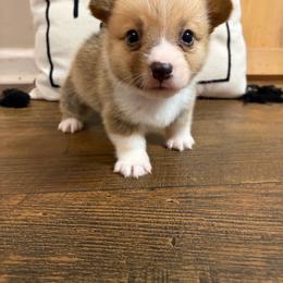 Black collar - Red male Pembroke Welsh Corgi puppy in Elberton, Georgia from Lonesome Boone Corgis