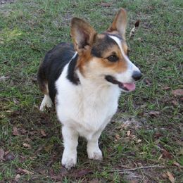 Willow - Pembroke Welsh Corgi