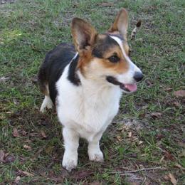 Willow - Pembroke Welsh Corgi