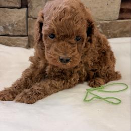 Goldendoodle puppies from My Awesome Rover