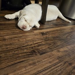 Labrador Retriever Puppies from Walnut Creek English Labs