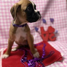 Purple - Fawn female Boxer puppy in Caledonia, North Dakota from Goose River Boxers Co