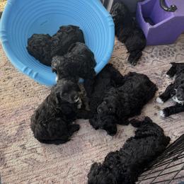 Green - Black and white male Portuguese Water Dog puppy in Lebanon, Indiana from Aarbelle’s Portuguese water dogs