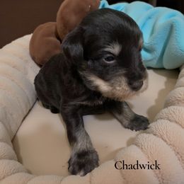 Chadwick - Liver male Miniature Schnauzer puppy in Kentucky from Mrs Bs Teeny Schnauzers & Doodles