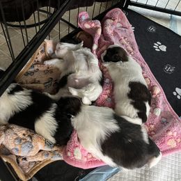 Shih Tzu Puppies from Ashley Haynes