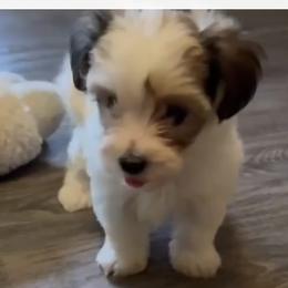 Parti Morkie Puppy Girl 2 - White and tan female Morkie puppy in Summerville, South Carolina from Our Yorkie and Morkie Puppies of Summerville, South Carolina.