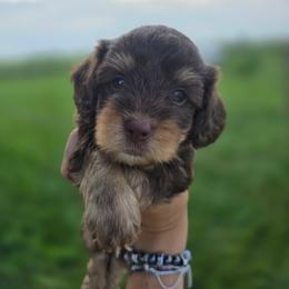 Toffee - Chocolate female Cavapoo puppy in Decatur, Illinois from Petite Pups