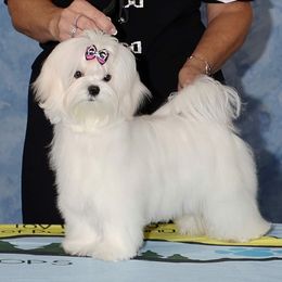 Pearl - Maltese