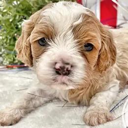 Aussiedoodles, Cavalier King Charles Spaniels, and Cavapoos from Shelby Paws
