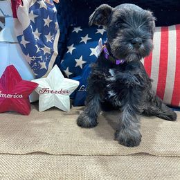 Miniature Schnauzer Puppies from Timeless Miniature Schnauzers