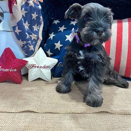 Miniature Schnauzer Puppies from Timeless Miniature Schnauzers