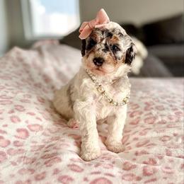 Ashira - Grizzle and white female Sheepadoodle puppy in Spanish Fork, Utah from Maplesierradoodles