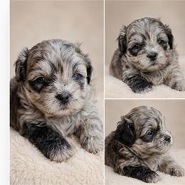 Reserved-Hill family - Merle male Shihpoo puppy in Delphos, Ohio from Route 66 Poodles & Doodles, Sapphire Shih-tzu's of Ohio